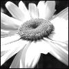 Bloemen Avatars 