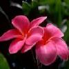 Bloemen Avatars 