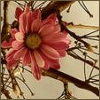 Bloemen Avatars 