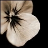 Bloemen Avatars 