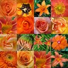 Bloemen Avatars 