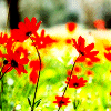 Bloemen Avatars 