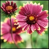 Bloemen Avatars 