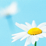 Bloemen Avatars 