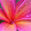 Bloemen Avatars 