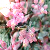 Bloemen Avatars 