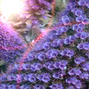 Bloemen Avatars 