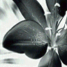 Bloemen Avatars 