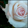 Bloemen Avatars 