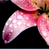 Bloemen Avatars 
