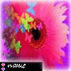 Bloemen Avatars 