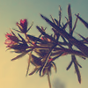 Bloemen Avatars 
