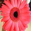 Bloemen Avatars 