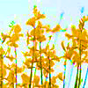 Bloemen Avatars 