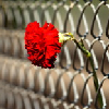 Bloemen Avatars 