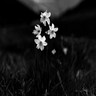 Bloemen Avatars 