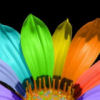 Bloemen Avatars 