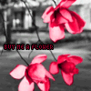 Bloemen Avatars 