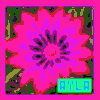 Bloemen Avatars 