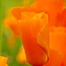 Bloemen Avatars 