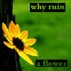 Bloemen Avatars 
