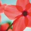 Bloemen Avatars Msn Plaatje Bloem Rood