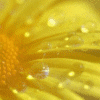 Bloemen Avatars 