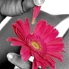 Bloemen Avatars Avatar Bloem Gerbera Roze