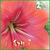 Bloemen Avatars 
