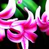 Bloemen Avatars 