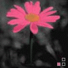 Bloemen Avatars 