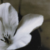 Bloemen Avatars 
