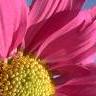 Bloemen Avatars 