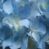 Bloemen Avatars 