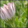 Bloemen Avatars 