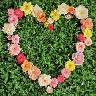 Bloemen Avatars 