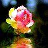 Bloemen Avatars 
