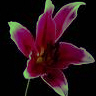 Bloemen Avatars 