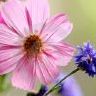 Bloemen Avatars 