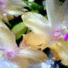 Bloemen Avatars 
