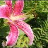 Bloemen Avatars 