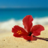 Bloemen Avatars 