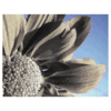 Bloemen Avatars 