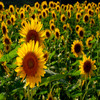 Bloemen Avatars Avatar Bloem Zonnebloemen Veld