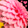 Bloemen Avatars 