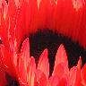 Bloemen Avatars 
