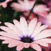 Bloemen Avatars 