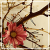 Bloemen Avatars 