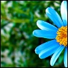 Bloemen Avatars 