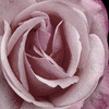 Bloemen Avatars 